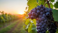 Ripe purple grapes hanging on vine in vineyard at golden sunset with warm light filtering through green leaves creating agricultural harvest scene.