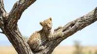 Leopard resting on tree branch in natural habitat. Wild big cat relaxing in acacia tree during daytime safari adventure in African savanna wilderness.