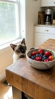 Siamese cat with dark points looking at bowl of fresh berries on wooden kitchen table near window with bright natural light.