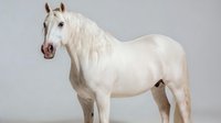 Majestic white horse with long flowing mane standing in profile against neutral gray background, showcasing elegant equine form and natural beauty.