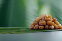 Fresh dates fruit pile on palm leaf with tropical green background for healthy eating and natural food concepts.