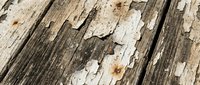 Old weathered wooden planks with peeling white paint showing natural wood grain texture underneath for rustic vintage design projects.