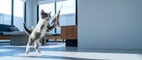 Playful kitten jumping and reaching up to catch a stick toy in a bright, modern living room with natural sunlight and minimalist decor.