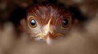 Close up macro shot of young eagle face with piercing blue eyes and sharp beak, dramatic lighting creates intense wildlife portrait against blurred background.
