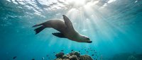 Playful sea lion swimming gracefully underwater with sunbeams streaming through crystal clear blue ocean water above vibrant coral reef ecosystem.
