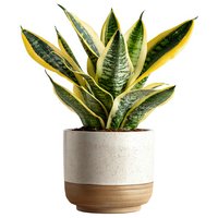 Snake plant in modern ceramic pot isolated on white background for home decor and interior design projects.