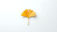 Single golden yellow ginkgo leaf isolated on white background for autumn design projects and natural botanical decorations.