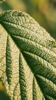 Green leaf covered in morning dew droplets, showcasing detailed vein patterns and natural texture. Macro nature photography for botanical, environmental, and wellness design projects.
