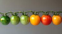 Fresh tomatoes in different ripening stages arranged in line showing progression from green to red and yellow, natural food evolution concept on gray background.