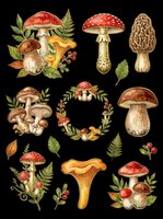 Watercolor forest mushroom clipart set with ferns and berries, isolated on transparent background. Ready for stickers, t-shirt design, print on demand, and sublimation.