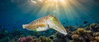 Cuttlefish swimming gracefully through vibrant coral reef with golden sunbeams filtering through crystal clear ocean water creating magical underwater scene.