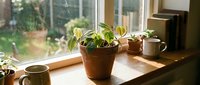 Small green houseplants in terracotta pots on wooden windowsill with coffee mugs creating cozy home atmosphere for indoor gardening and lifestyle content.