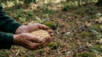 Farmer holding handful of soybean seeds in cupped hands over cultivated soil field, agricultural harvest and crop management concept for farming industry.