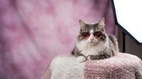 Adorable gray and white tabby cat with green eyes sitting on textured blanket against soft pink backdrop for pet photography and home decor projects.