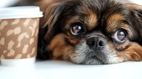 Small brown and black dog with blue eyes resting head on white surface next to coffee cup, cute pet portrait for morning lifestyle and companionship concepts.