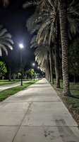 Palm-lined walkway illuminated by street lamps at night, creating atmospheric perspective along concrete path with green landscaping and dramatic lighting.