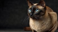 Siamese cat with striking blue eyes and chocolate point markings sitting against dark background. Professional pet portrait showcasing feline beauty and elegance.