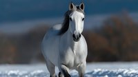 Majestic white horse running freely across snowy field with blurred winter landscape background, showcasing grace and natural beauty in cold season.