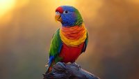 Vibrant rainbow lorikeet perched on branch against golden sunset background, displaying colorful plumage of red, blue, green and orange feathers in natural habitat.