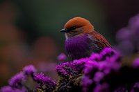 Small orange and purple bird perched among vibrant magenta flowers in soft natural lighting, creating dreamy wildlife scene against dark blurred background.