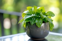 Fresh pothos plant with water droplets on glossy green leaves growing in modern dark ceramic pot against soft natural bokeh background.