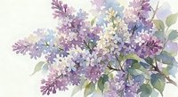 Watercolor lilac flowers in purple and lavender shades with green leaves on white background. Spring floral botanical illustration for greeting cards.