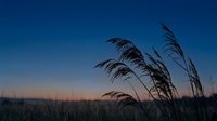 Tall grass silhouettes swaying against twilight sky with gradient colors from deep blue to warm orange horizon creating peaceful evening atmosphere.