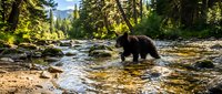 Brown bear wading through shallow forest stream surrounded by evergreen trees and rocky terrain, suitable for wildlife and nature editorial use.