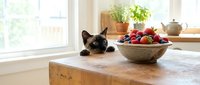Black and white cat sitting on wooden kitchen counter near fresh strawberries and herbs by sunny window, domestic pet in home interior setting.