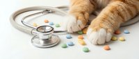 Orange tabby cat paws near stethoscope and colorful pills on white background. Veterinary medicine, pet healthcare and animal treatment concept.