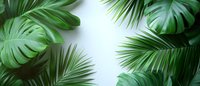 Fresh tropical monstera and palm leaves arranged on white background creating natural frame border, isolated botanical composition for design use.