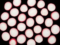 Fresh radish slices scattered on transparent background, isolated cut out ready for t-shirt design, stickers, clipart, print on demand, and sublimation projects.