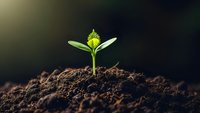 Young green plant seedling emerging from rich dark soil with bright sunlight creating warm glow. New life sprouting from earth symbolizing growth and renewal.