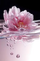 Pink peony flower floating in clear water with rising air bubbles against dark background, creating serene reflection on water surface and delicate ripples.