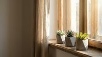 Cozy home interior with succulent plants on wooden windowsill, natural sunlight streaming through curtains creating warm atmosphere for modern living space.
