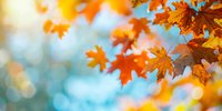 Orange autumn oak leaves against blurred turquoise sky background with soft bokeh lights creating dreamy seasonal atmosphere. Natural fall foliage panoramic view.