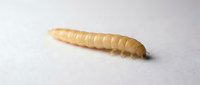 Pale yellow mealworm larva on white surface, suitable for educational materials, pest control documentation, and biological research presentations.