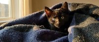 Cute black kitten with bright green eyes peeking out from a cozy blue blanket near a sunny window, capturing warmth and comfort.