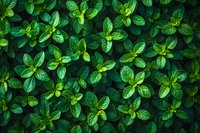 Fresh green basil leaves pattern forming natural background, organic herbs growing in garden, close up view of aromatic culinary plant foliage.
