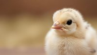 Adorable fluffy yellow baby chick with soft downy feathers and bright eyes on warm blurred background for Easter spring farm poultry agriculture concepts.