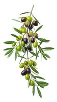 Olive branch with ripe and unripe fruits isolated on white background, ready for culinary, food packaging, and agricultural design projects.