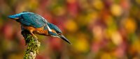 Vibrant kingfisher bird perched on moss-covered branch against colorful autumn foliage background in natural wildlife habitat setting.