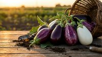 Fresh organic eggplants spilling from wicker basket on rustic wooden table at sunset. Farm-to-table harvest concept for healthy cooking and agriculture.