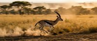 Springbok antelope running across golden savanna grassland during sunset with acacia trees in background showcasing African wildlife in natural habitat.