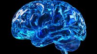 Glowing blue translucent brain model showing detailed neural anatomy against black background, highlighting medical research and neuroscience concepts.