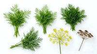 Fennel and dill herbs isolated on white background, fresh green bunches and dried seed heads for culinary and botanical design use.