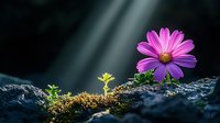 Pink daisy growing from moss-covered rock in dramatic lighting with sunbeams, symbolizing hope, resilience and new beginnings against dark background.