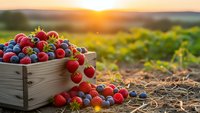 Fresh mixed berries in wooden crate at sunset farm field. Strawberries, blueberries and raspberries harvest scene for healthy eating and agriculture concepts.