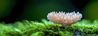 Delicate pink coral mushroom growing on green moss in macro view, showcasing intricate details and natural textures against dark background. Nature photography.