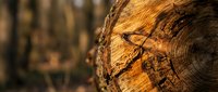 Close-up of weathered tree stump showing natural wood grain patterns and cracks in warm golden light for rustic outdoor nature backgrounds.